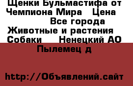 Щенки Бульмастифа от Чемпиона Мира › Цена ­ 1 000 - Все города Животные и растения » Собаки   . Ненецкий АО,Пылемец д.